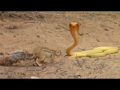 squirrel and cobra fight
