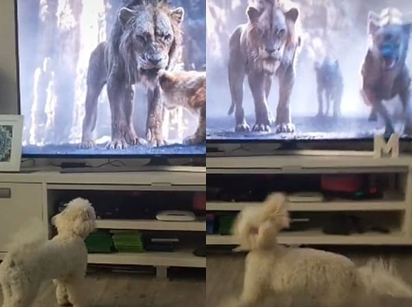 Viral video of dog watching lion on Tv will makes your day
