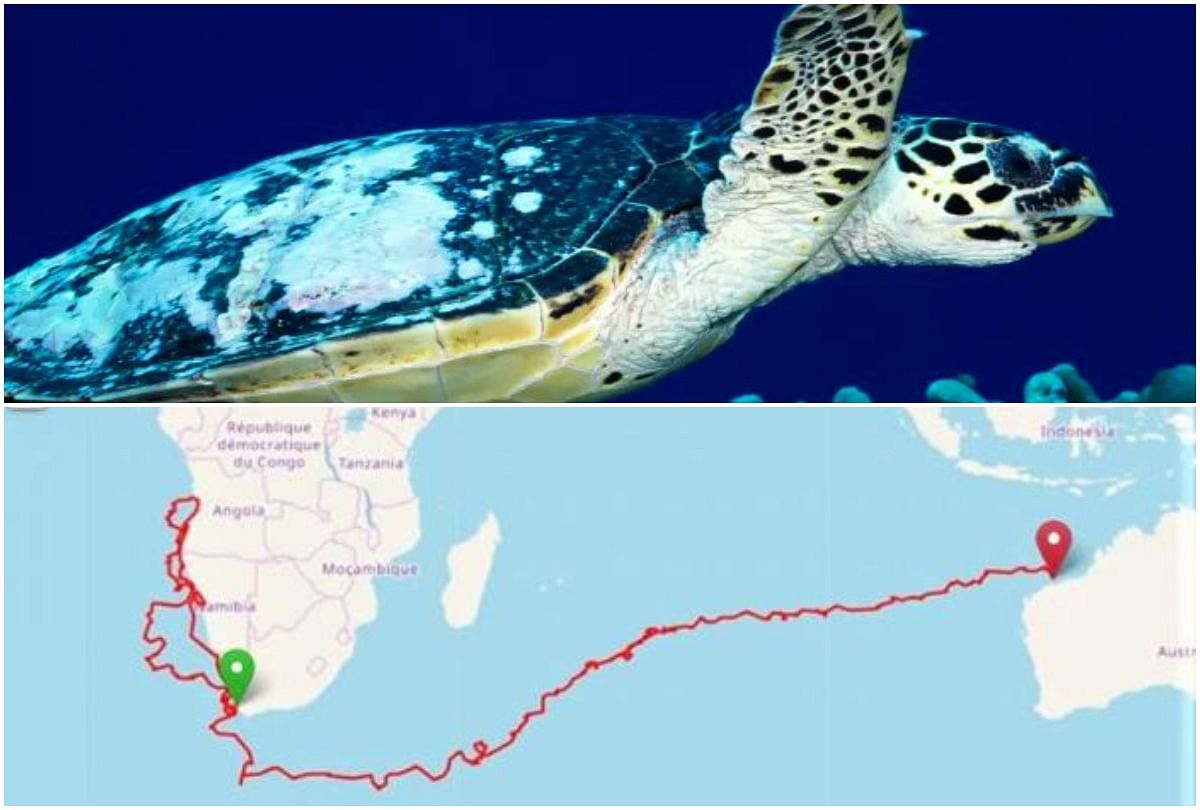 know the story of Turtle yoshi travels 37,000 kms to locate its home