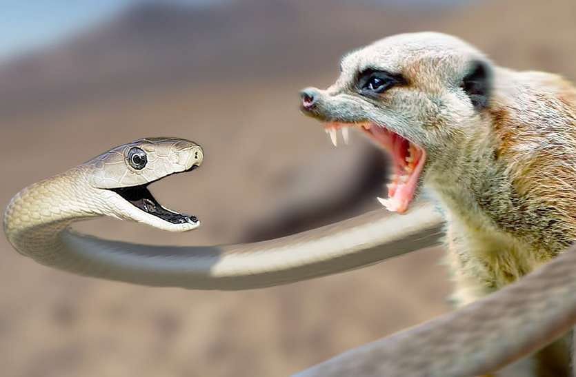 Viral video of snake and mongoose fight video in between road