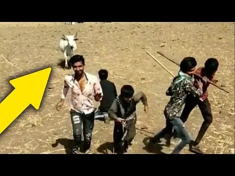 Viral video of Cow Protects Human Boy Like Her Baby