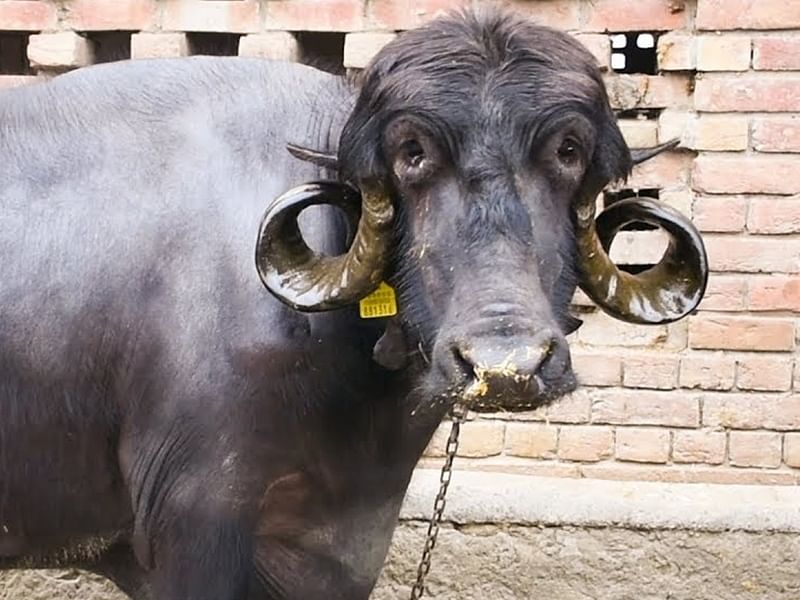 Robbers came to steal the buffalo but the mistress wake up and robbers give faint injection