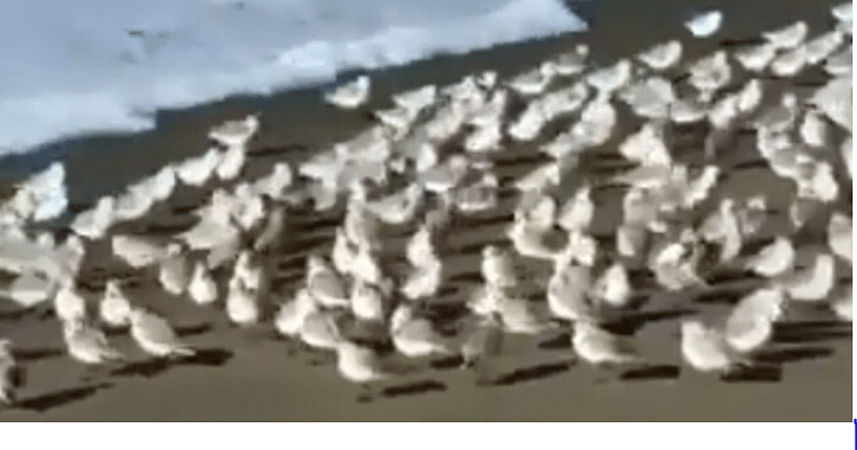 Viral video of bird group may makes your day
