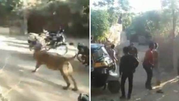 viral video of lion ran towards the crowd in gujarat
