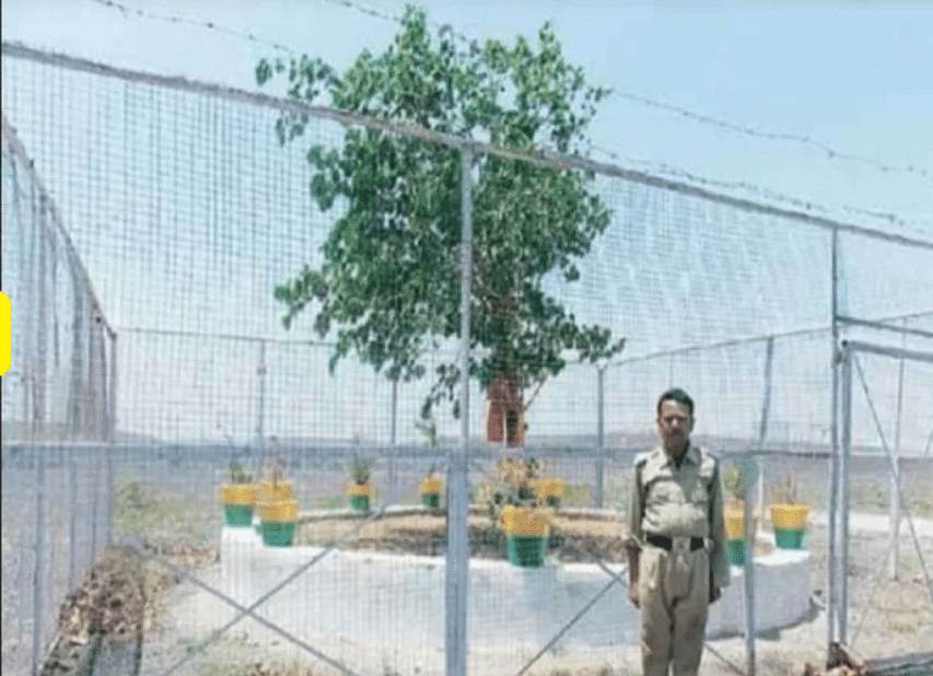 Govt spent 15 lakh rupees on this vip tree in madhya pradesh