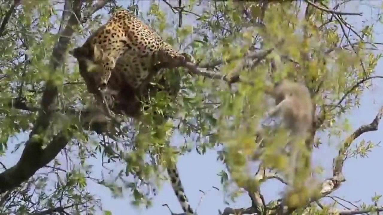 viral video of incredible baclflip of leopard to attack on monkey