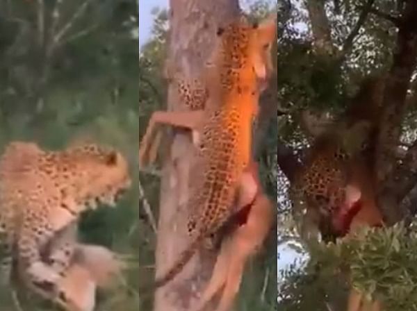 Viral video of leopard climbing tree with prey video