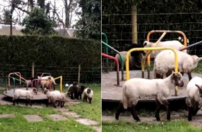 viral video of lamb ran on merry go round