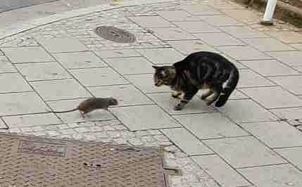 viral video cat and rat fight you will remember cartoon tom and jerry