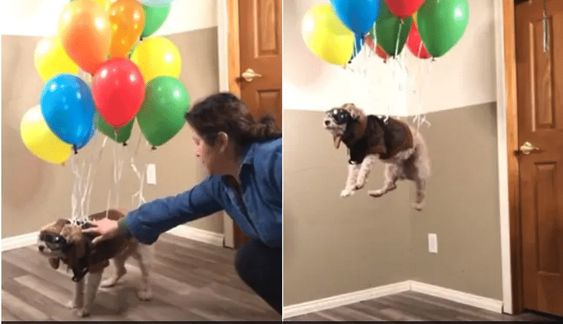 viral video of dog flying in air with the help of ballons over 20 millions views on hilarious video