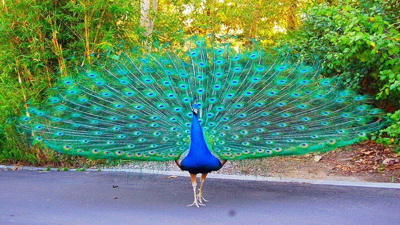 viral video of dancing peacock on chandigarh road
