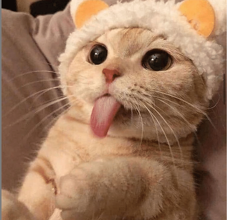 some viral photos of cat that will make your day