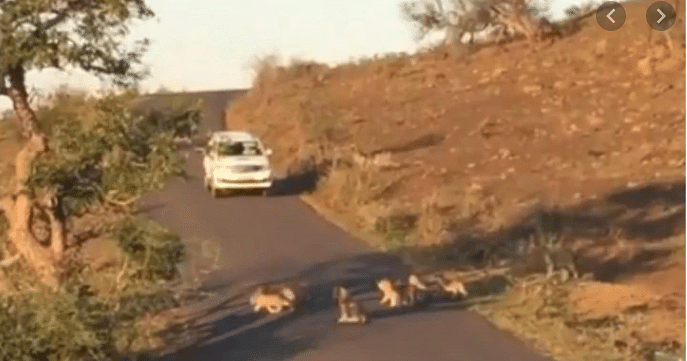 viral video of lion cubs Try To Catch Up With Mother As They Cross Forest