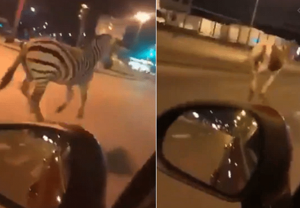Viral video of horse and zebra escaped from circus
