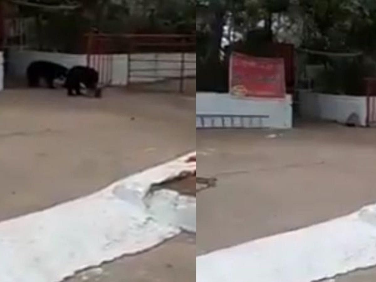 viral video of frustrated bear not geeting food in temple