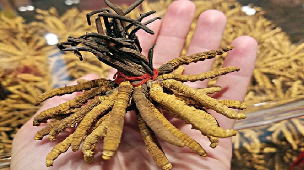 world most expensive worm caterpillar fungus price worth rs 10 lakh per kilo