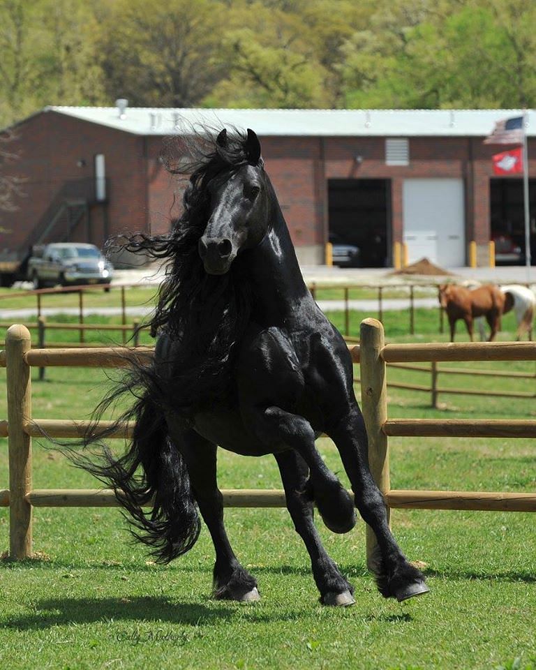 Viral photos of frederik the great it considered most handsome horse in world