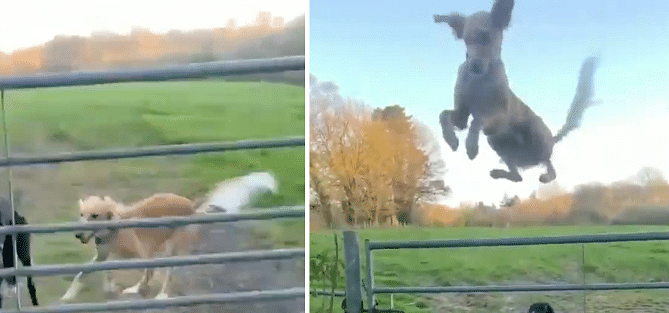 viral video of dog unique style of high jump