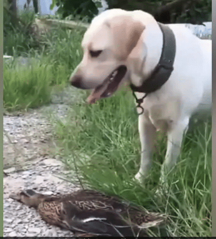 Viral video of duck playing dead in front of dog to save his life