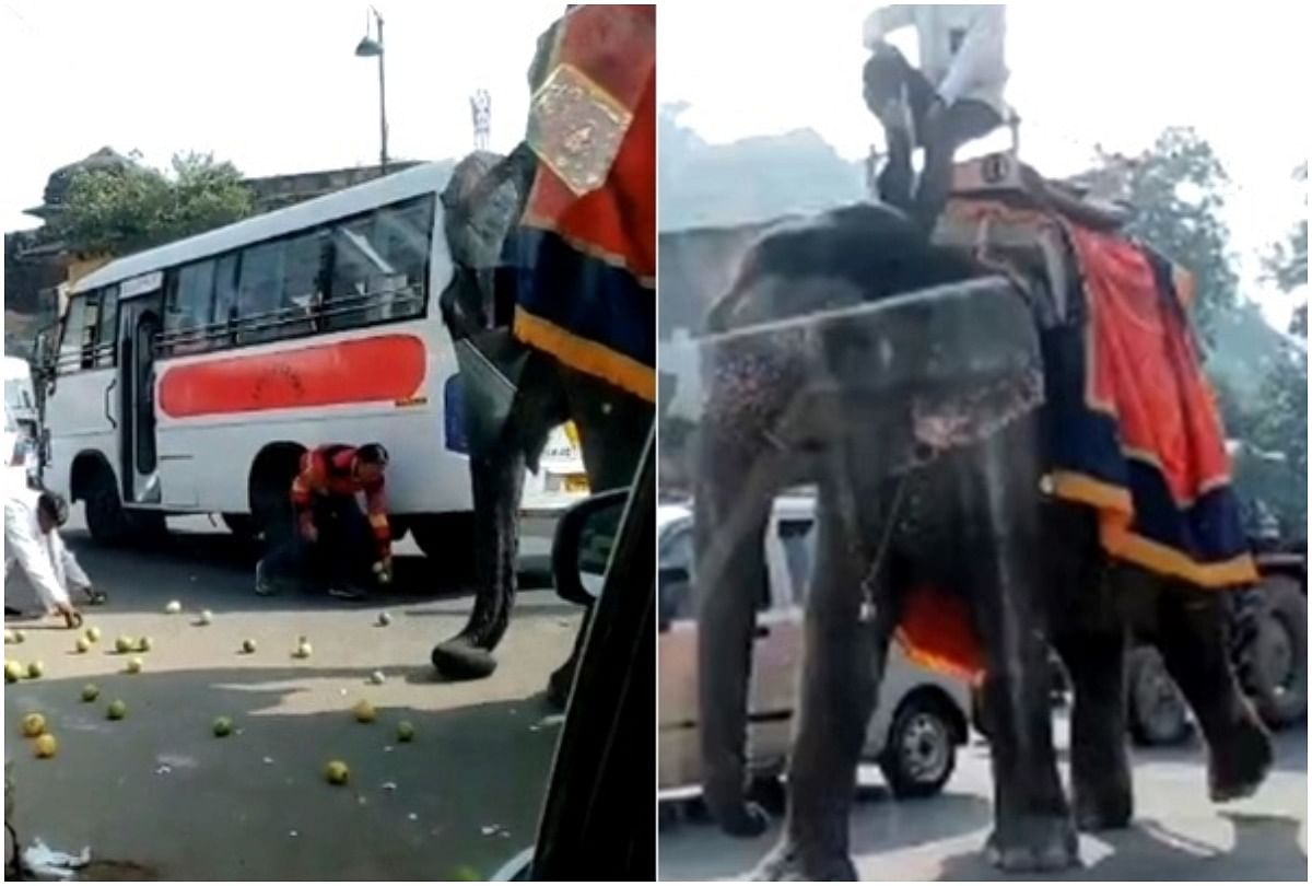 viral video of elephant who quickly eat fruit from road