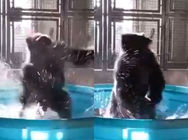 viral video of gorilla who enjoy bath with dance