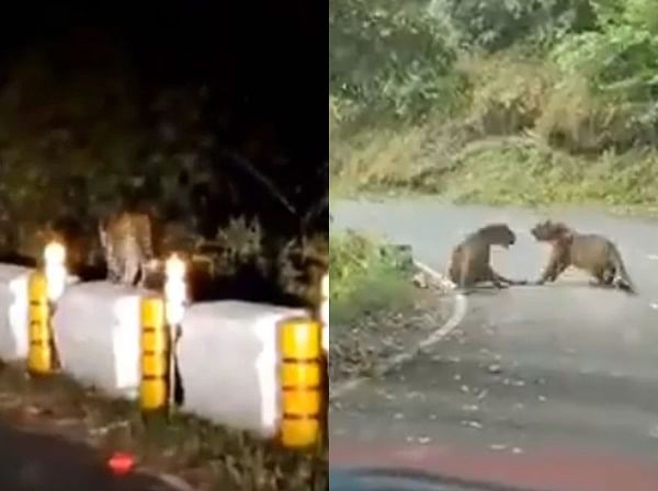 viral video of two leapard playing and cross the road