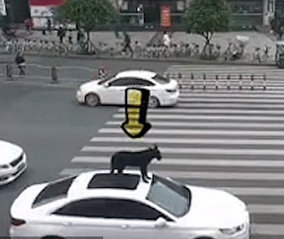 viral video of car driver who puts his pet on car top