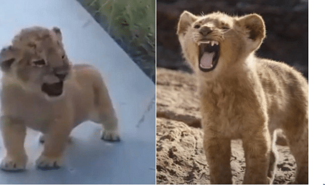 viral video of little cub who was tring to roar at first time