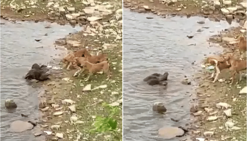 Viral video of otters who fight with dogs group to save his child