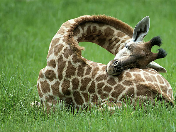 social media reaction on giraffes uncomfortable positions
