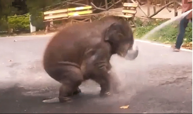 Viral video of baby elephant who taking shower bath