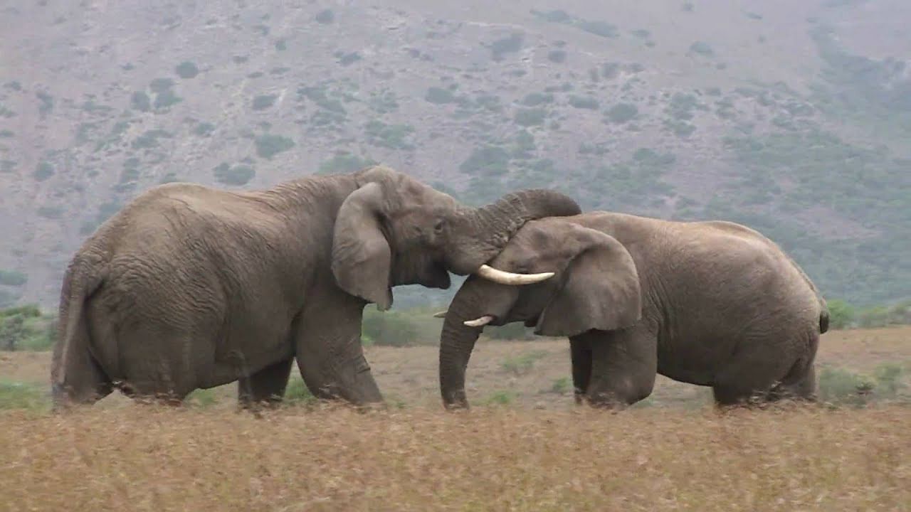 viral video of two angry elephant fight on field people give shocking reactions