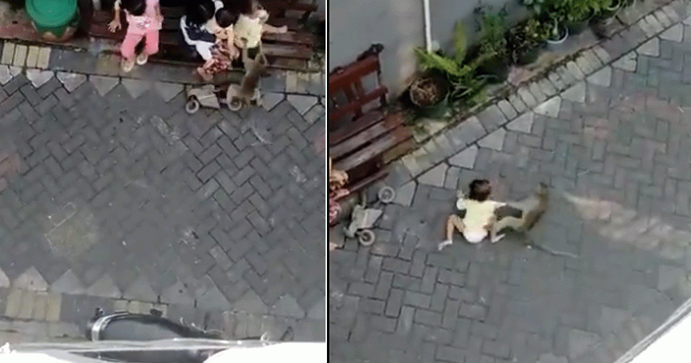 viral video of monkey who rides bike and try to kidnap child