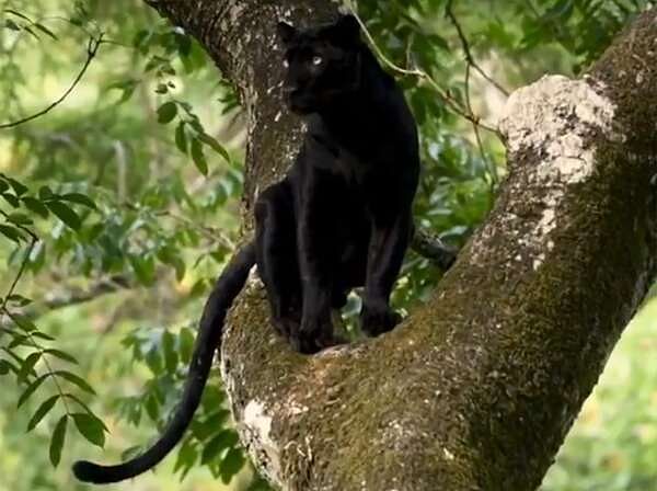viral video of  black panther sitting on tree social media users users reminded mogli friend Bagheera