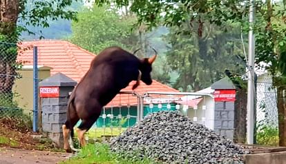 gaur jumping