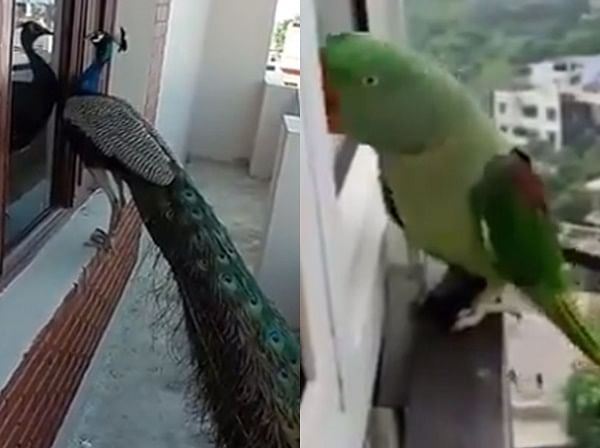 viral video of peacock and parrot who knock window for entering house