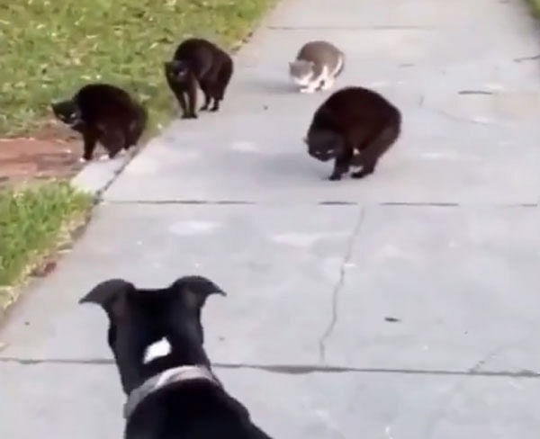 viral video of cats group attck on dog people give funny reaction on cats expression