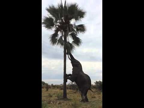 viral video of hungry elephant who climb tree for food