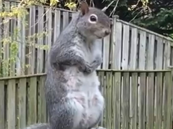 viral video of squirrel doing kapalbhati people give awesome reaction