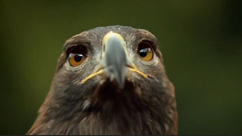 viral video of eagle blinks his eyes into slow motion
