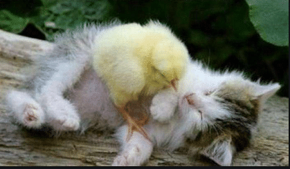 viral video of fight between chick and cat chick alone taught a lesson to cat