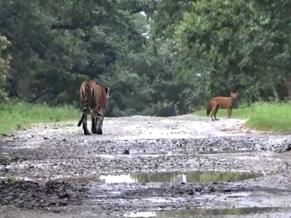 Viral video of kabini tiger chasing wild dog for hunting