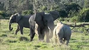 viral video of elephant uses stick scare away angry rhino