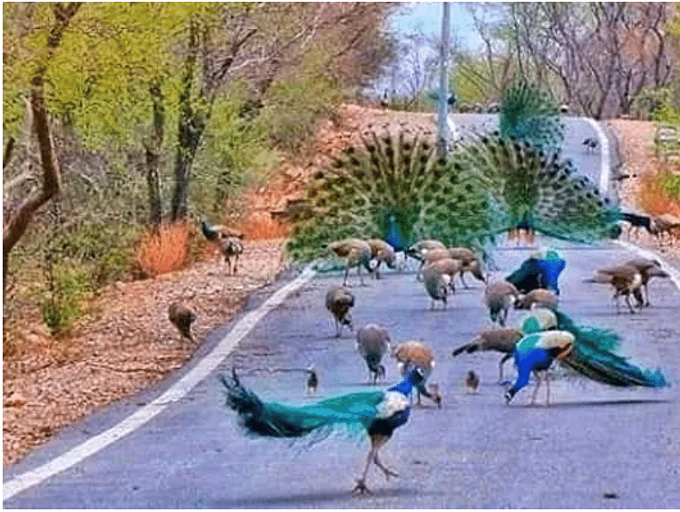 viral and amazing traffic jam by national bird