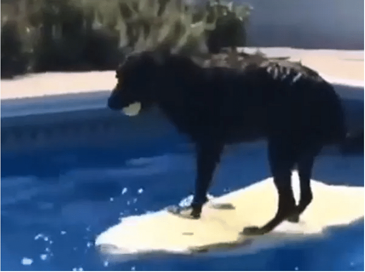 viral video of dog genius dog who find ball creatively from swiming pool