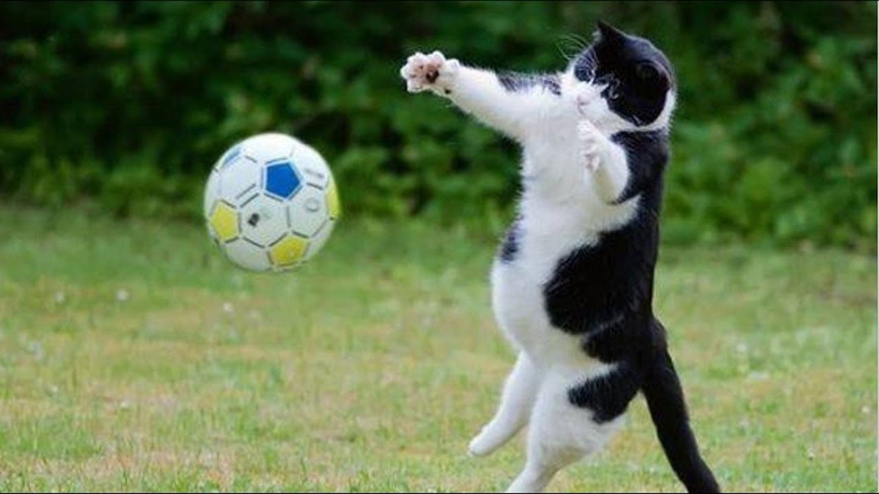 viral video of cat who have awesome goalkeeping skills