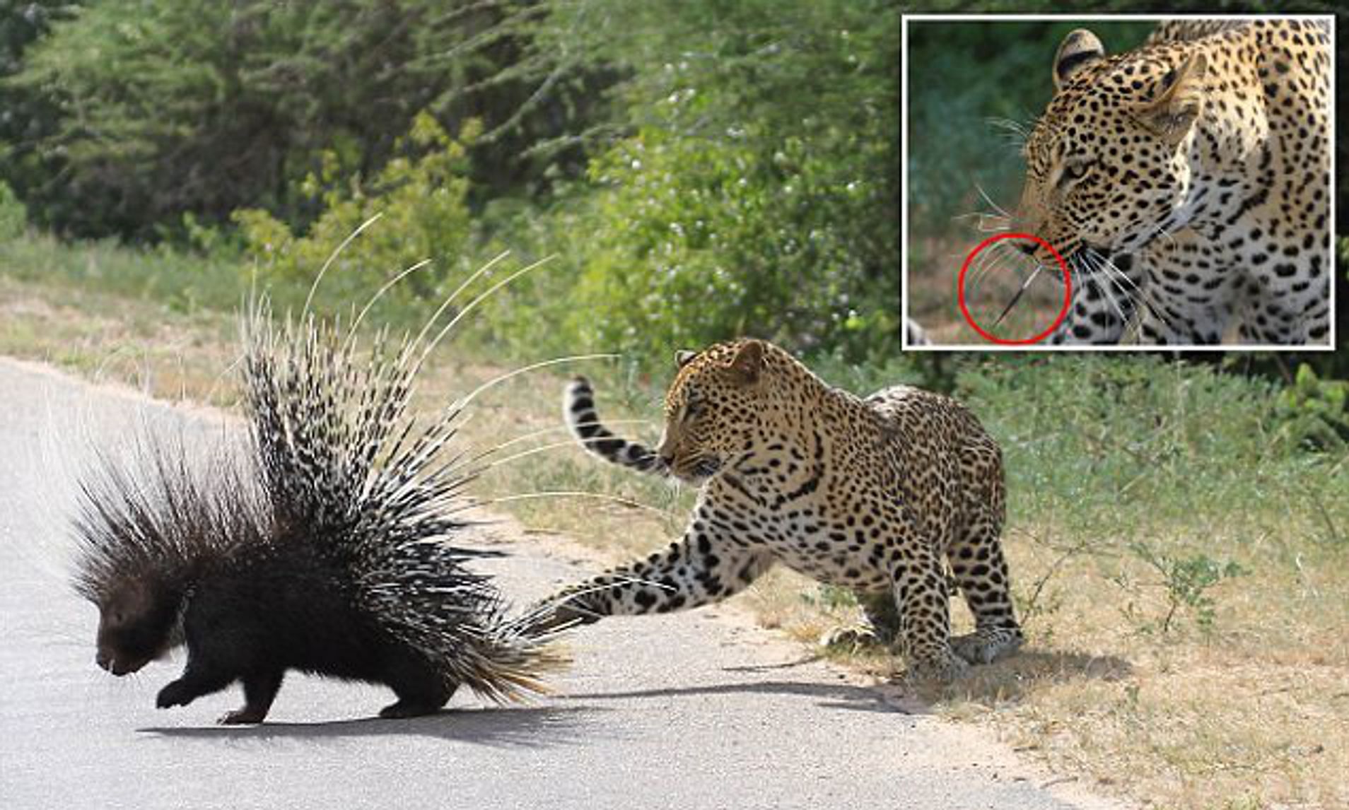 viral video of leopard vs porcupine fight captured on camera