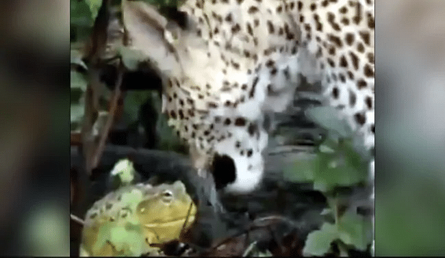 leopard tried to prey a frog
