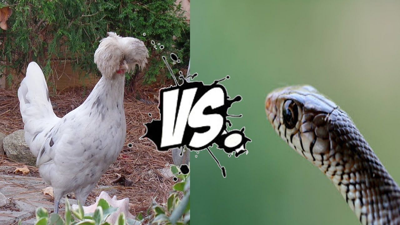 viral video of cock and cobra battle to save their chicks