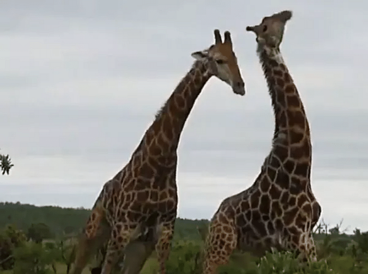 viral video of two giraffes 'fighting Neck To Neck' users give hilarious reaction